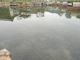 贺州园博园人工湖生态系统